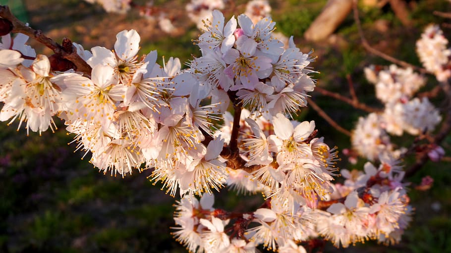 Close-up Photography of Cherry Blossoms, bloom, blooming, blur HD wallpaper