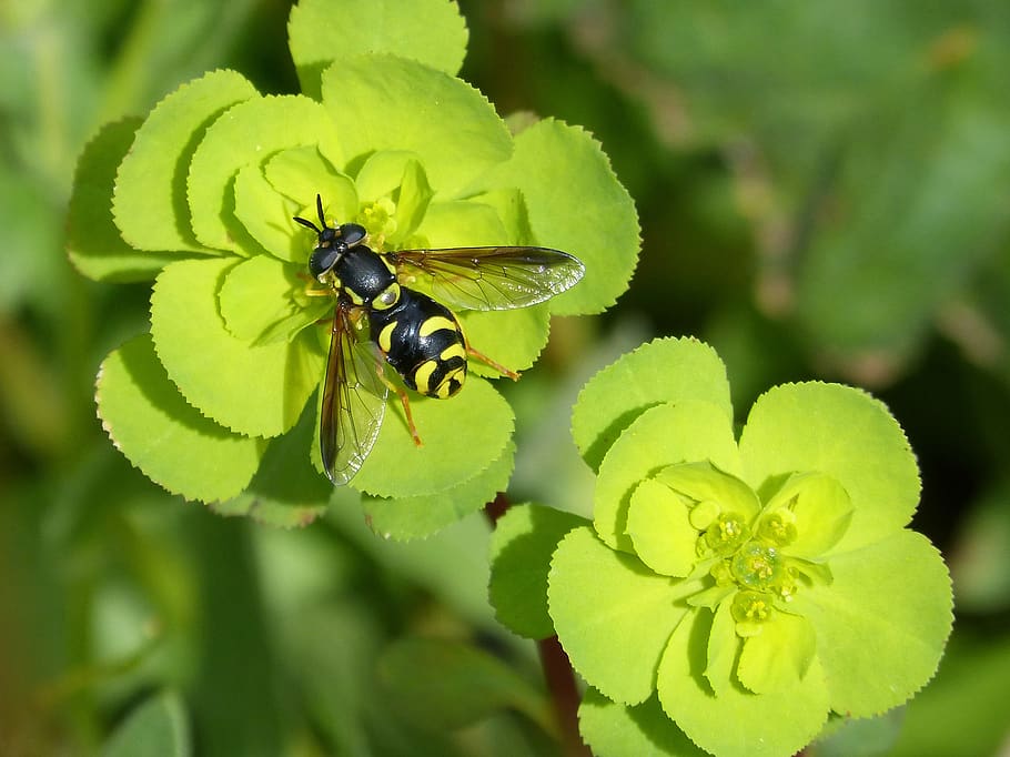 hoverfly, false bee, nature, flower, plant, leaf, outdoors HD wallpaper