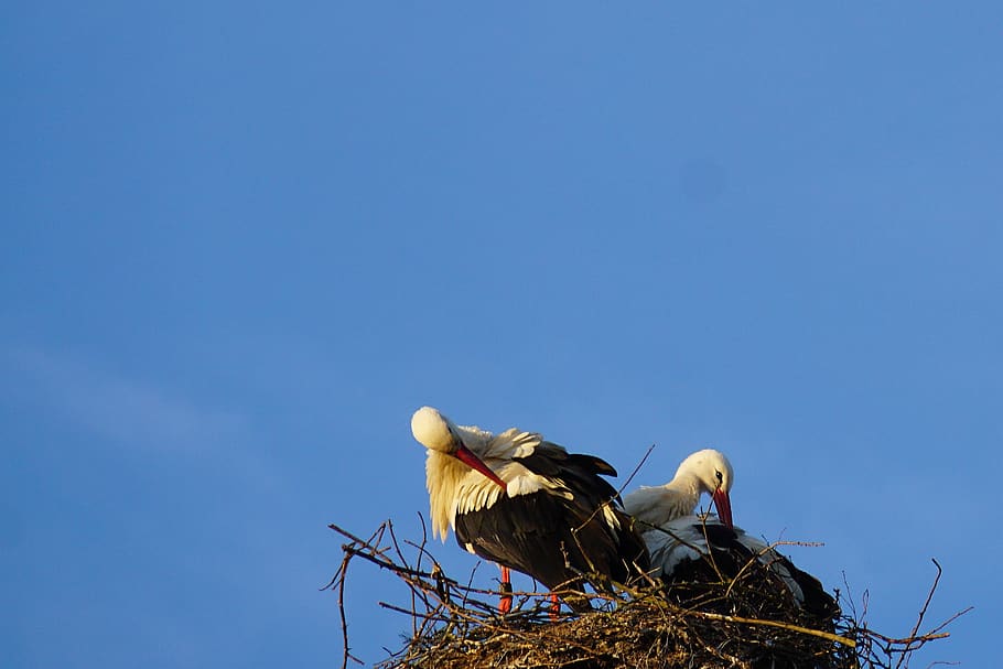 stork, nest, stork couple, clean, plumage, bill, red, bird, HD wallpaper