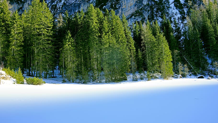green tree on snow field, plant, abies, fir, pine, conifer, nature HD wallpaper