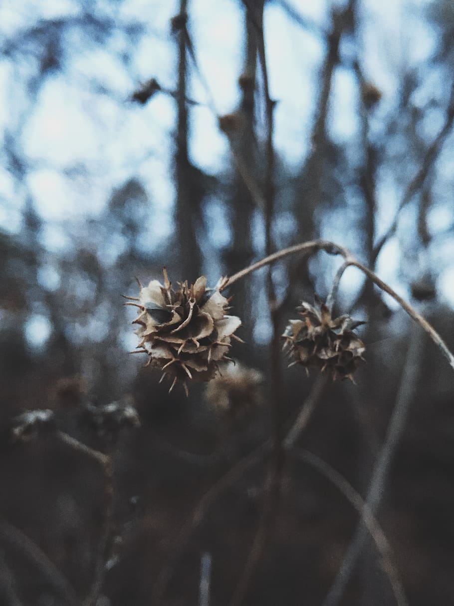 Close Up View of White and Brown Dried Flower, blur, branches HD wallpaper