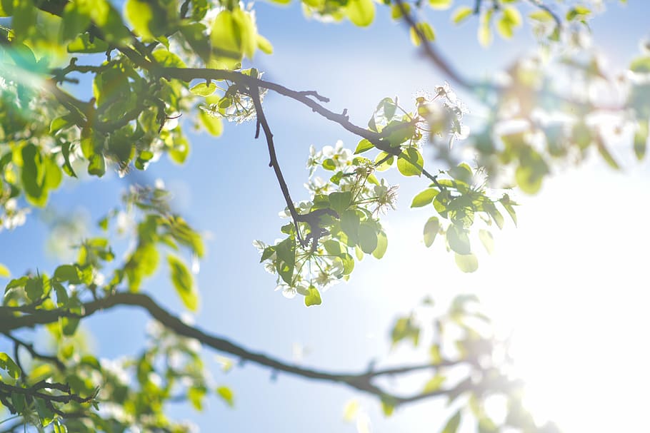 green leaf trees under blue sky, plant, animal, bird, flare, light HD wallpaper