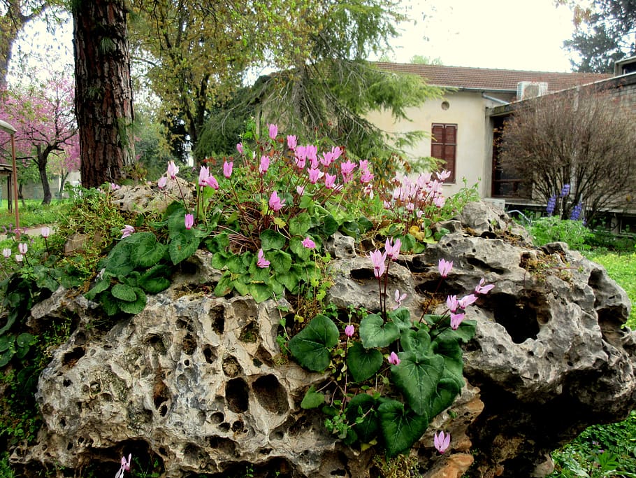 plant, outdoors, flagstone, wall, yard, nature, pottery, vase HD wallpaper