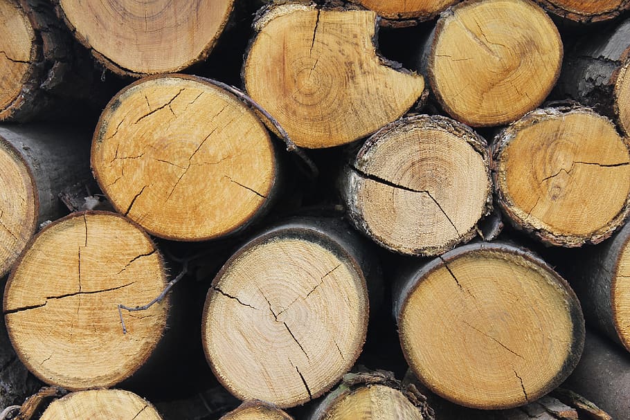wood, trunk, nature, texture, trees, cutting, forestry, environment HD wallpaper