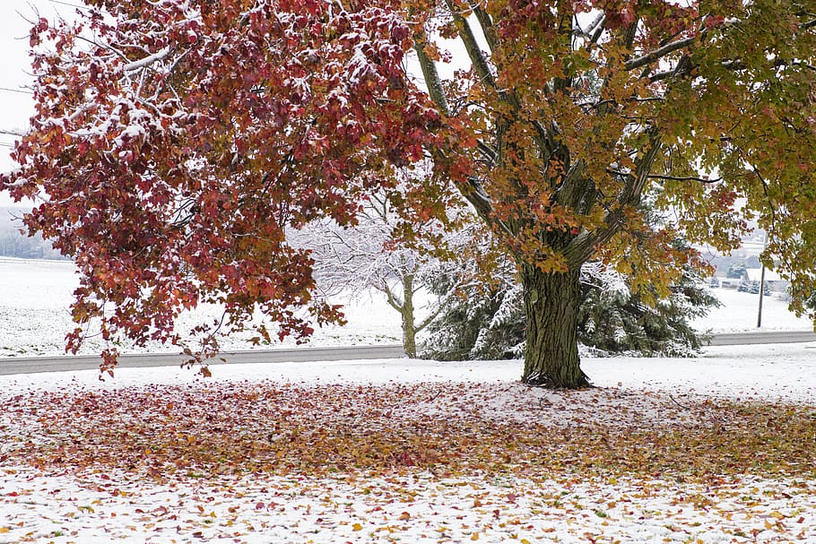 brown tree, plant, autumn, change, beauty in nature, growth, day HD wallpaper