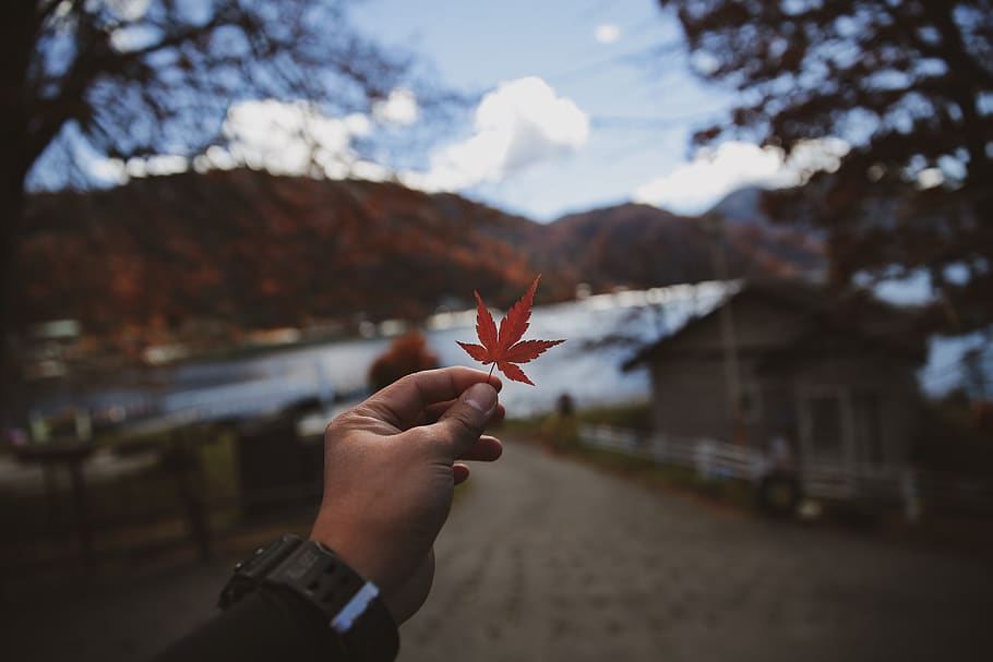 Person Holding Maple Leaf, hand, macro, human hand, human body part HD wallpaper