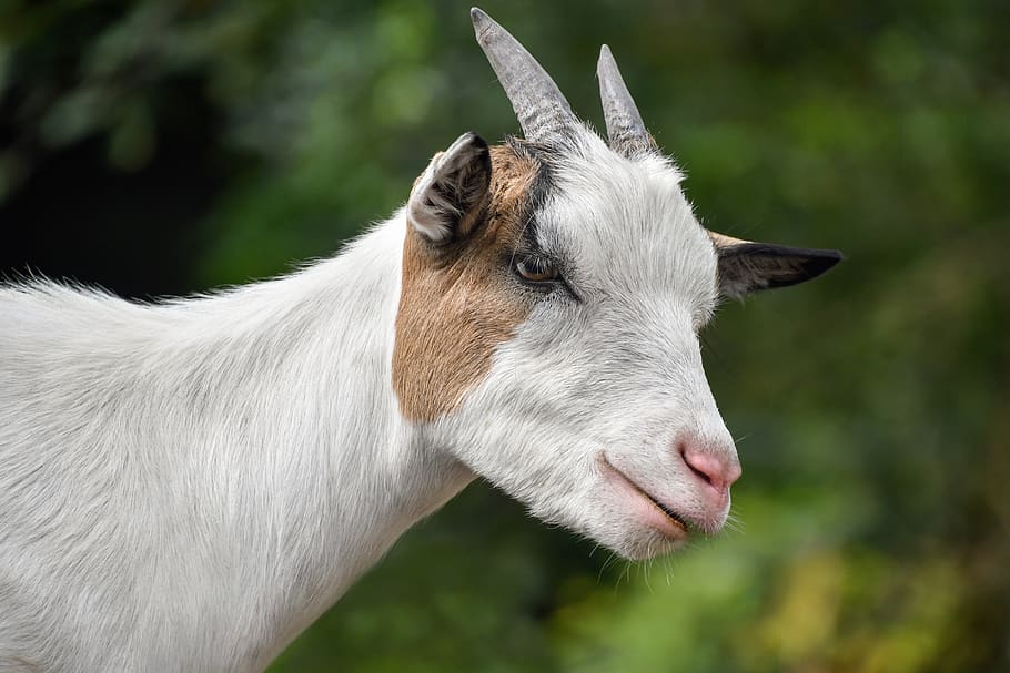 goat, biquette, white, portrait, animal, head, horn, mammal HD wallpaper