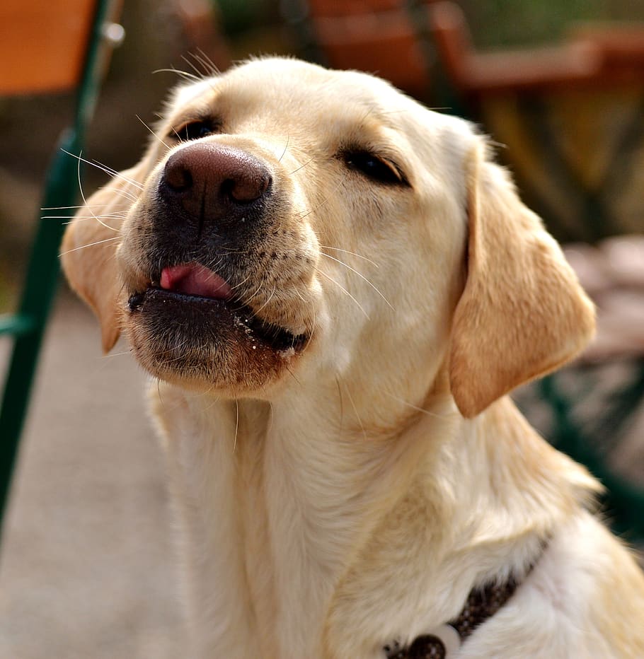 labrador, dog, sweet, animal, pet, one animal, canine, animal themes HD wallpaper