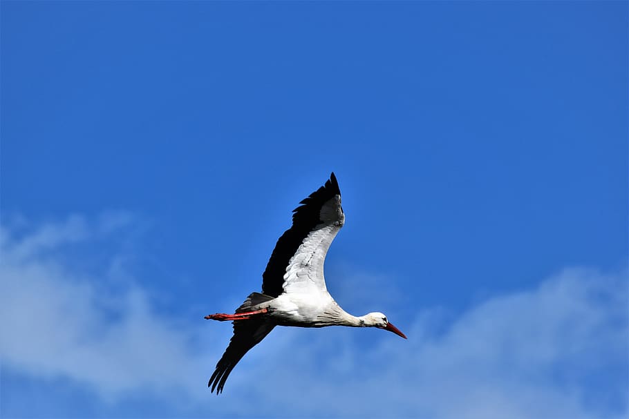 stork, flying, flight, bird, nature, rattle stork, plumage HD wallpaper