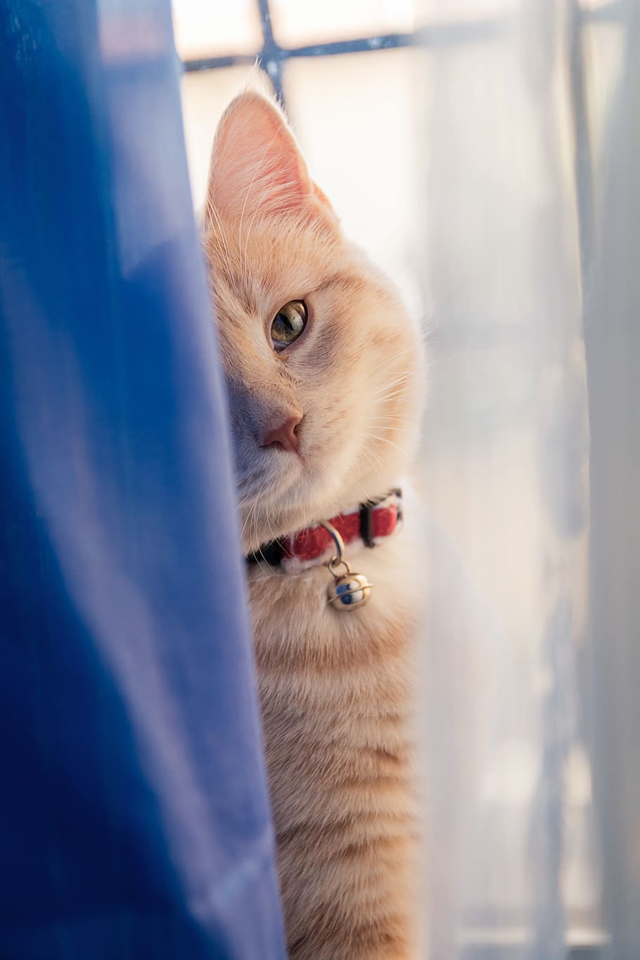 Orange Tabby Cat on Back of Window Curtain, adorable, animal