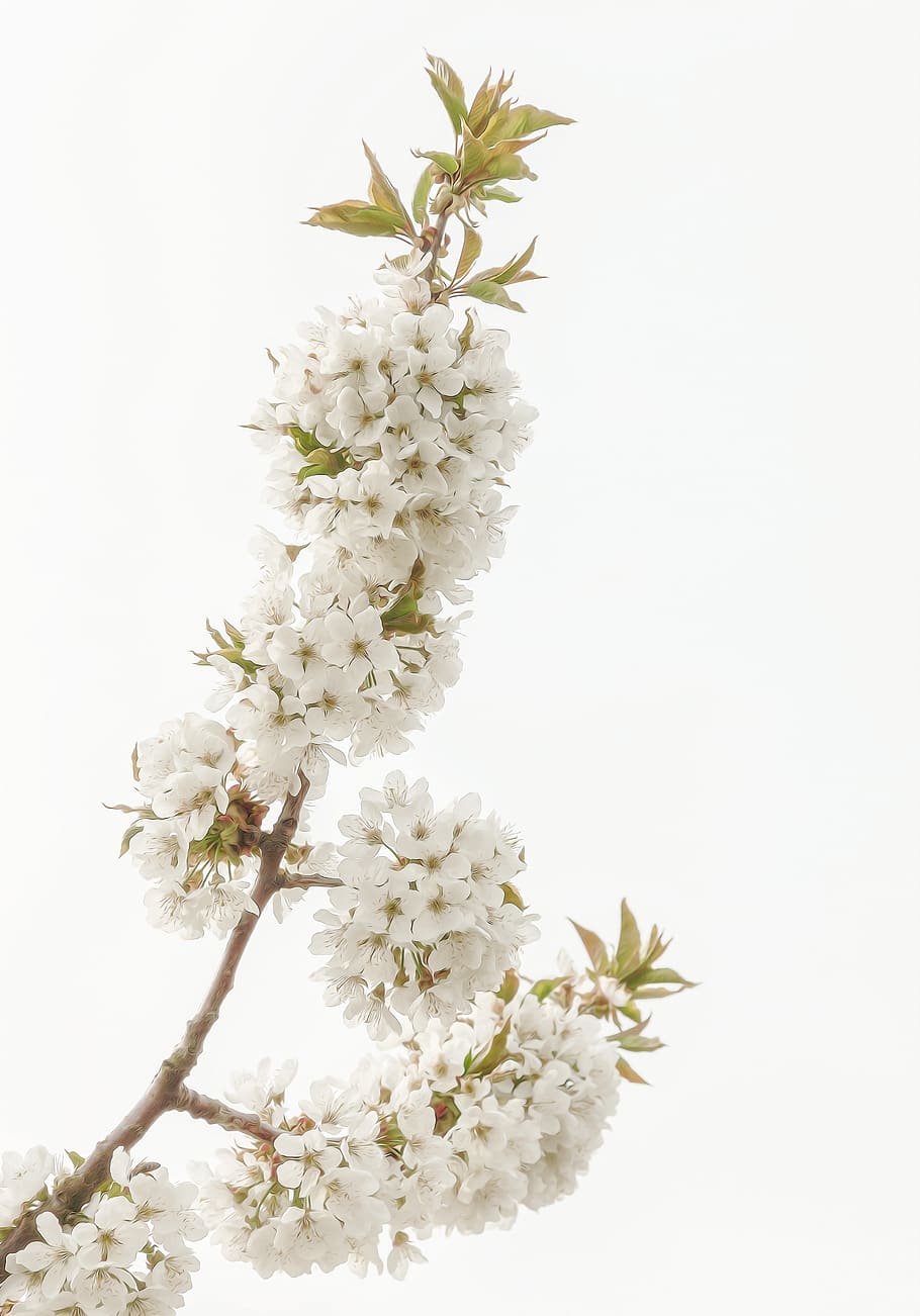 flowering twig, spring, white, joy, bokeh, plant, flowering plant HD wallpaper