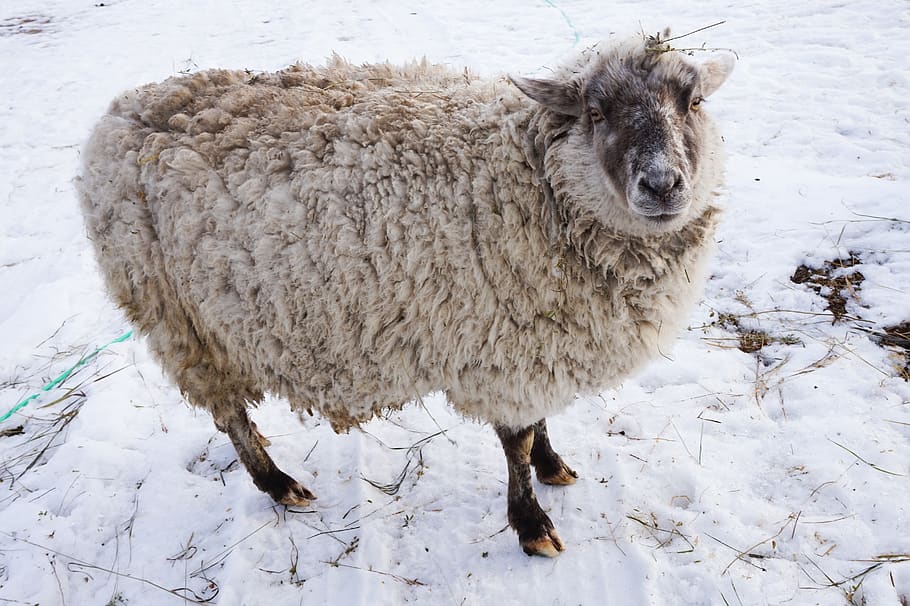 canada, snow, outside, farm, outdoors, nature, lamb, wool, sheep HD wallpaper