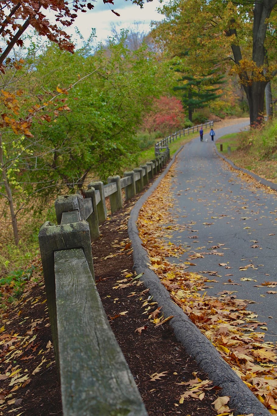 fence, trees, leaves, fall, autumn, path, orange, leading line HD wallpaper