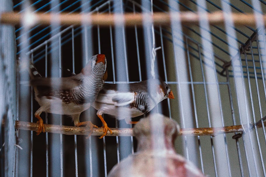 india, kerala, bird, animal themes, vertebrate, cage, birdcage HD wallpaper