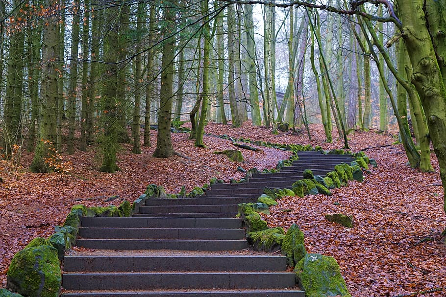 forest, away, gradually, stone, upward, nature, tree, kassel HD wallpaper