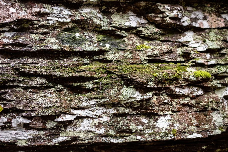 rock, nature, moss, slate, outdoors, plant, cliff, usa, rising fawn, ga HD wallpaper