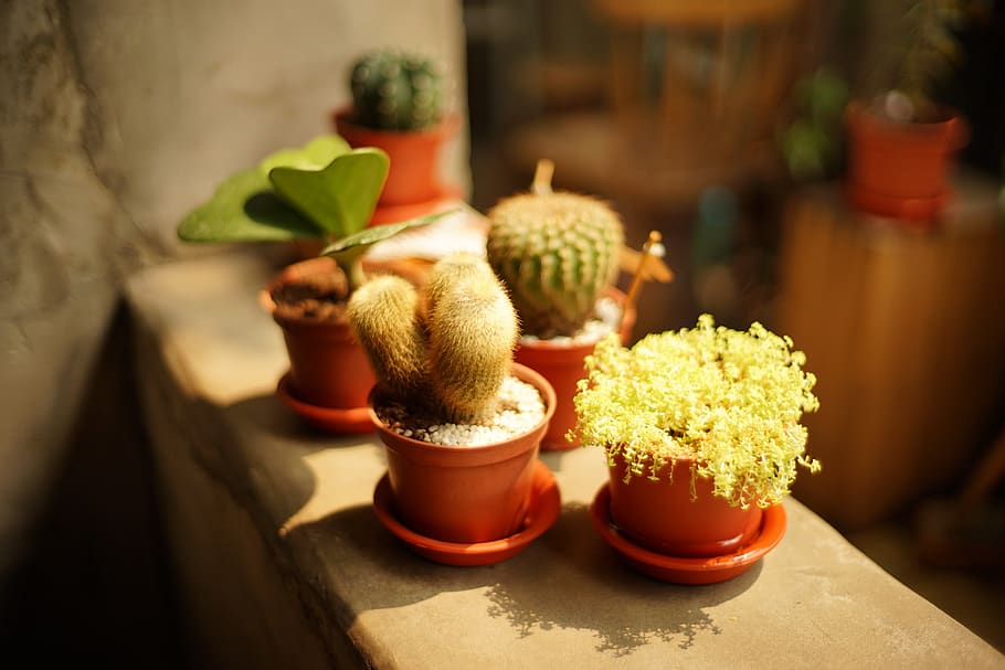 no people, freshness, food and drink, potted plant, cactus HD wallpaper