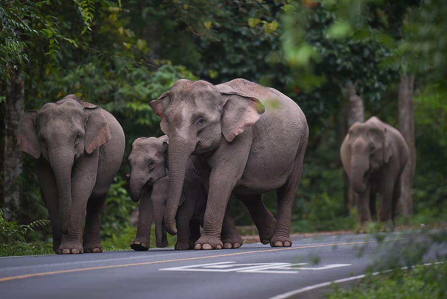 elephant, animal, nature, mammal, thailand, wildlife, skin, HD wallpaper