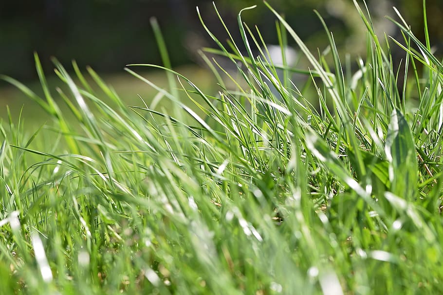 grass, green, nature, wild, plant, green color, growth, field HD wallpaper
