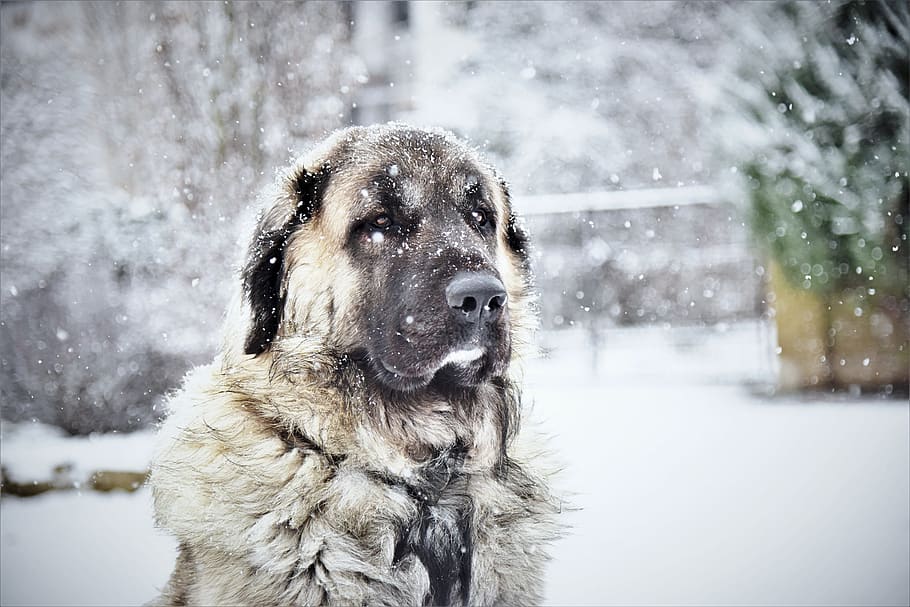 Adult Fawn Kangal, animal, canine, chill, cold, cute, dog, frost