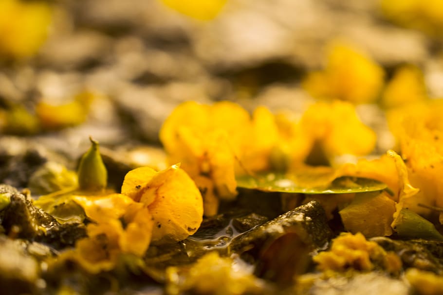 flowers, yellow, gound, floor, laying, fallen, sunset, wet, HD wallpaper