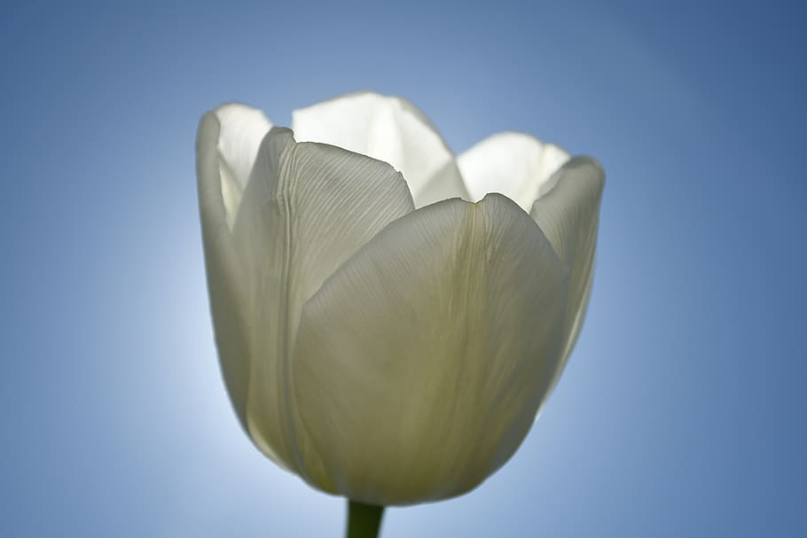 white flower, plant, blossom, tulip, petal, bud, sprout, iris HD wallpaper