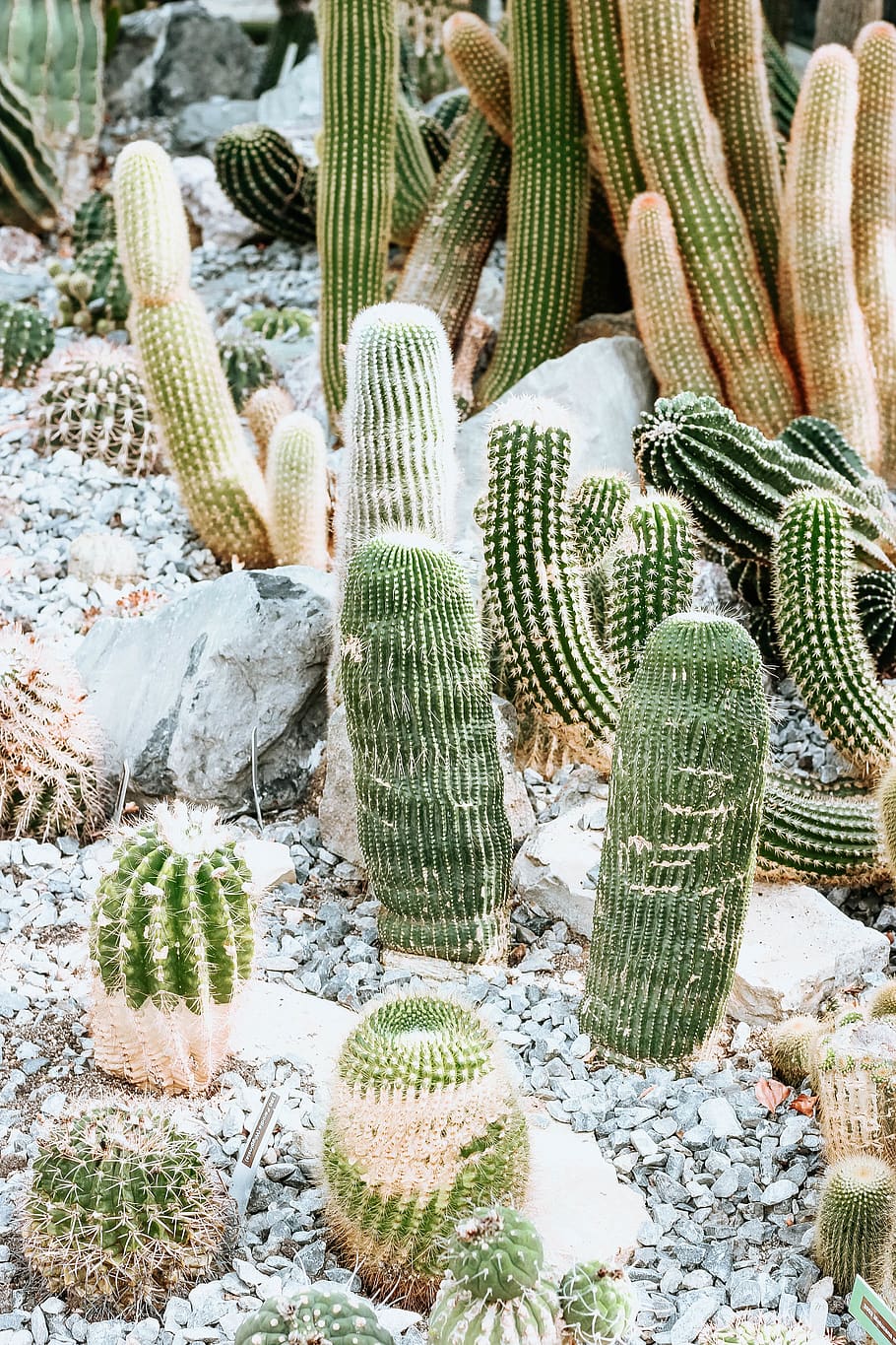 cactus, succulent plant, no people, day, nature, green color HD wallpaper