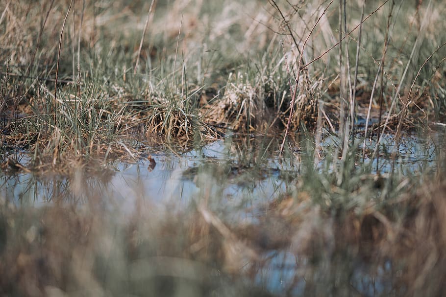 grass, water, dirt, mud, brown, green, nature, plant, sky, wilderness HD wallpaper