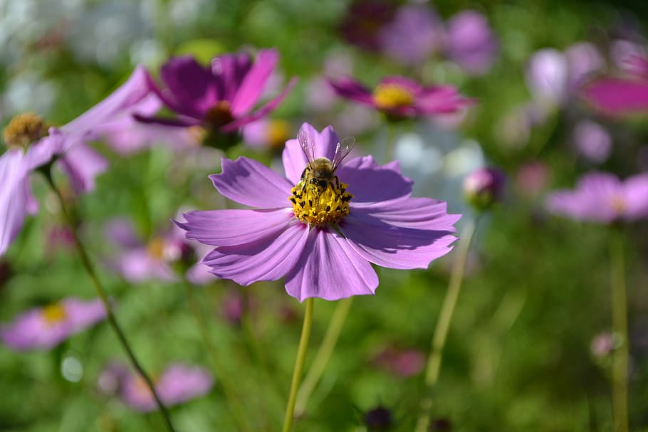 Close-up Photo of Honey Bee Perched on Purple Flower, bloom, blossom HD wallpaper
