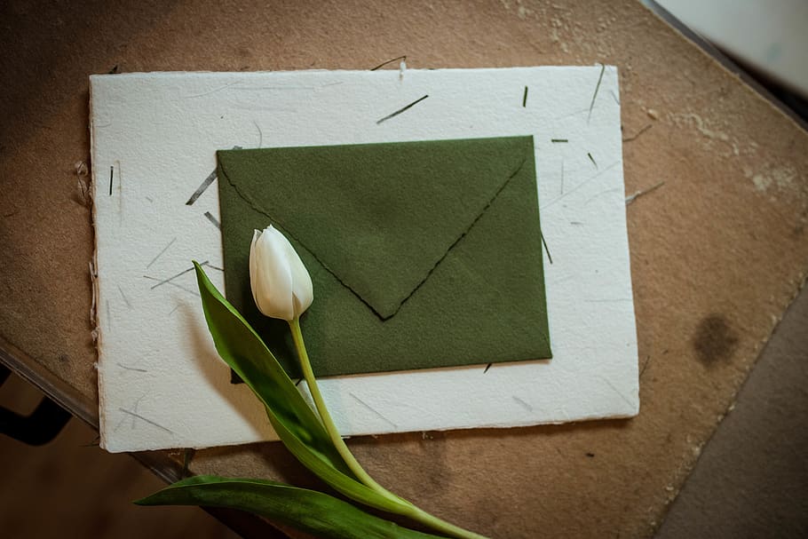 white tulips on green envelope, close-up, flower, beauty in nature HD wallpaper