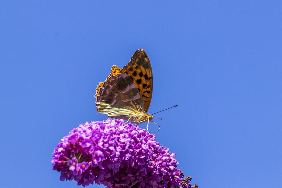 butterfly, flower, insect, nectar, sky, beauty in nature, flowering plant HD wallpaper
