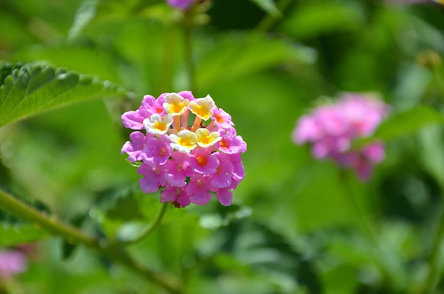 flower, spring, summer, floral, leaf, nature, green, blossom HD wallpaper