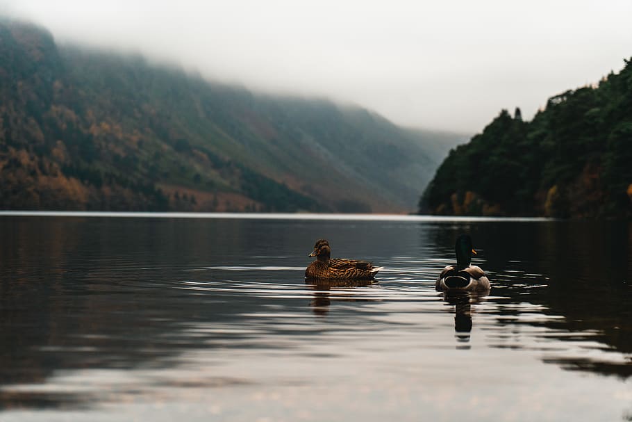 two ducks on water, lake, animal, swimming, animal themes, vertebrate HD wallpaper