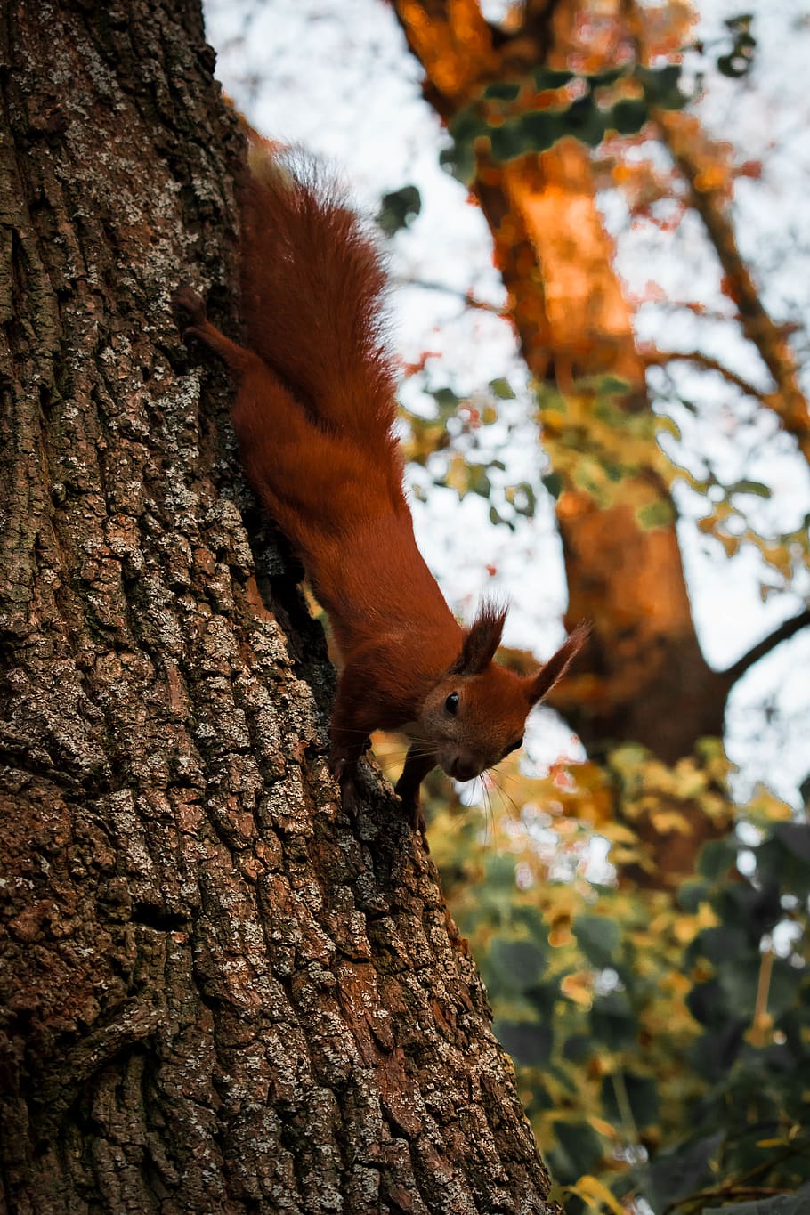 brown squirrel on tree trunk, plant, animal, mammal, rodent, #nature HD wallpaper