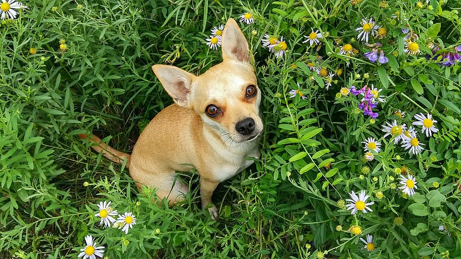 dog, grass, summer, meadow, flowers, puppy, cute, mammal, nature HD wallpaper