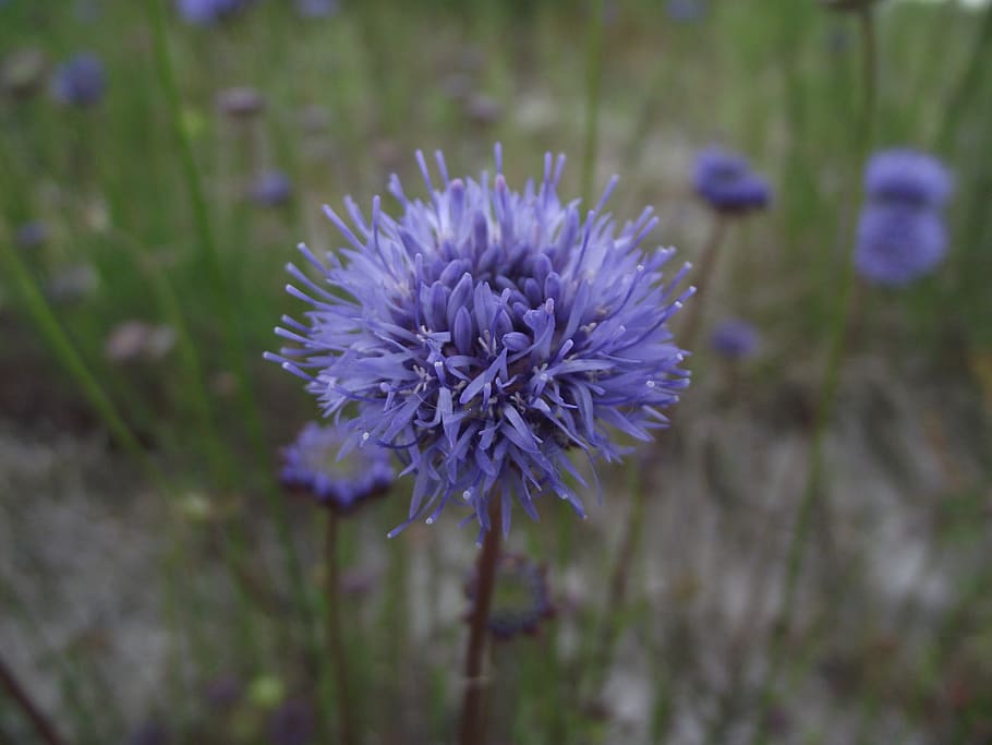 cornflower, close up, nature, blue, plant, wild flowers, blossom HD wallpaper