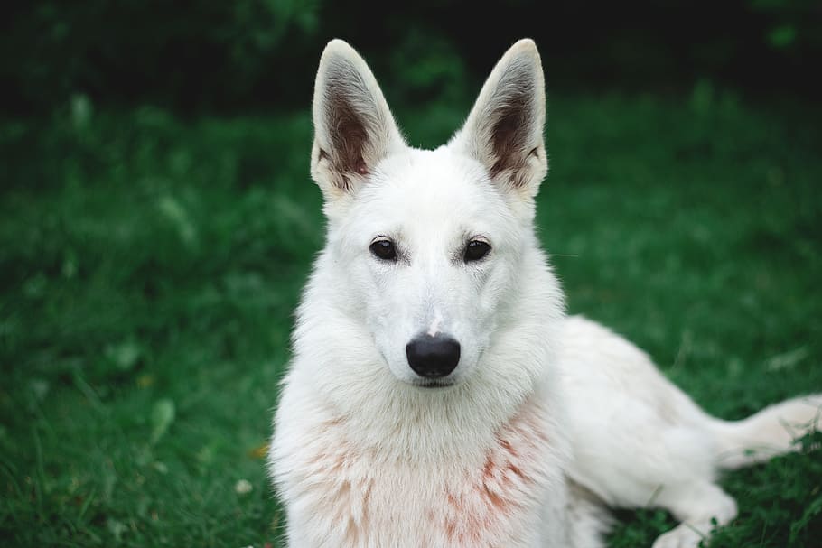 Photo of White German Shepherd, adorable, animal, animal photography