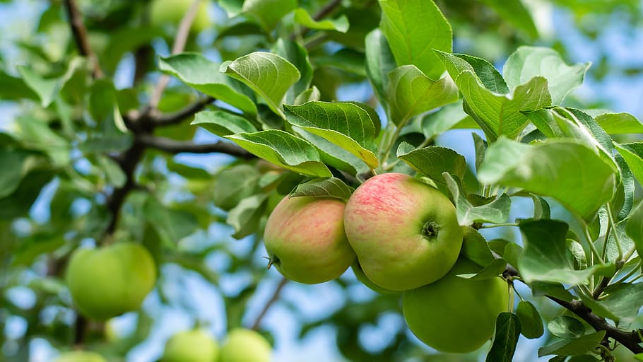 garden, apple tree, harvest, fruit, healthy eating, food and drink HD wallpaper