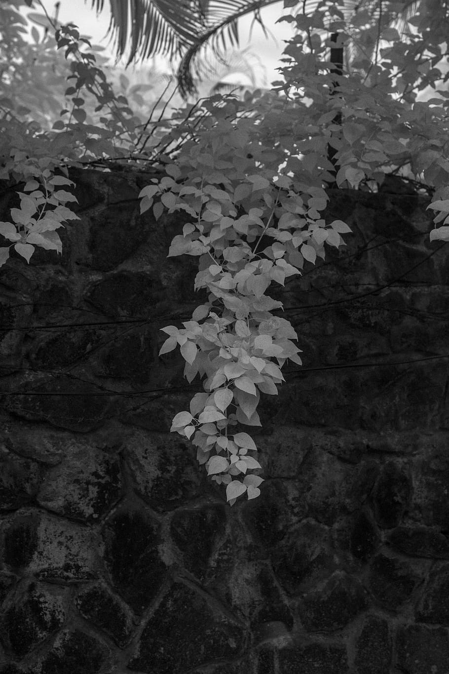 leaf, plant, tree, ivy, handrail, banister, brick, tree trunk HD wallpaper