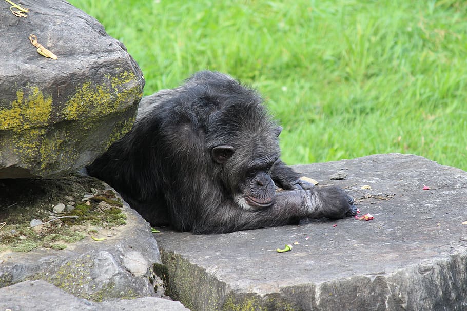 monkey, chimpanzee, mammals, primate, zoo, nature, fur, evolution HD wallpaper
