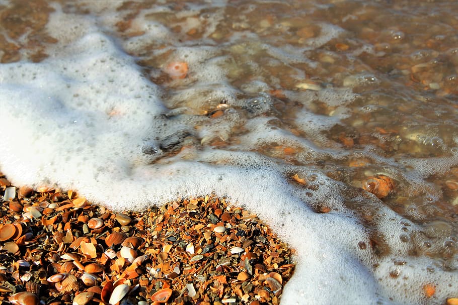 sea, beach, pearl, shell, seashell, north sea, water, panorama of the sea HD wallpaper