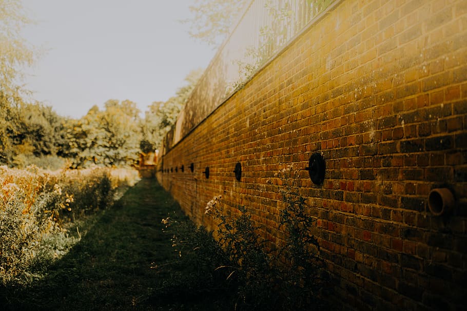 brown bricks wall near green grass field, path, walkway, bird