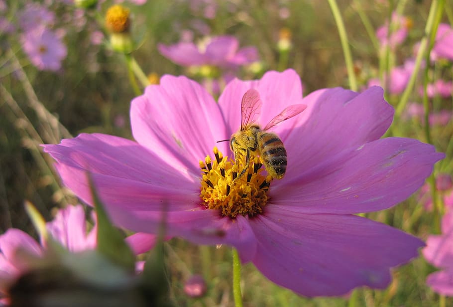 pink, flower, bee, bright, pollen, nature, blossom, summer HD wallpaper
