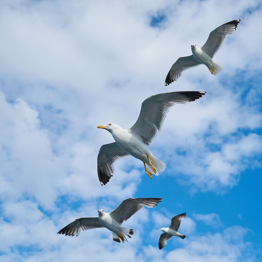 Four Flying Seagulls, above, animals, clouds, daylight, feathers HD wallpaper