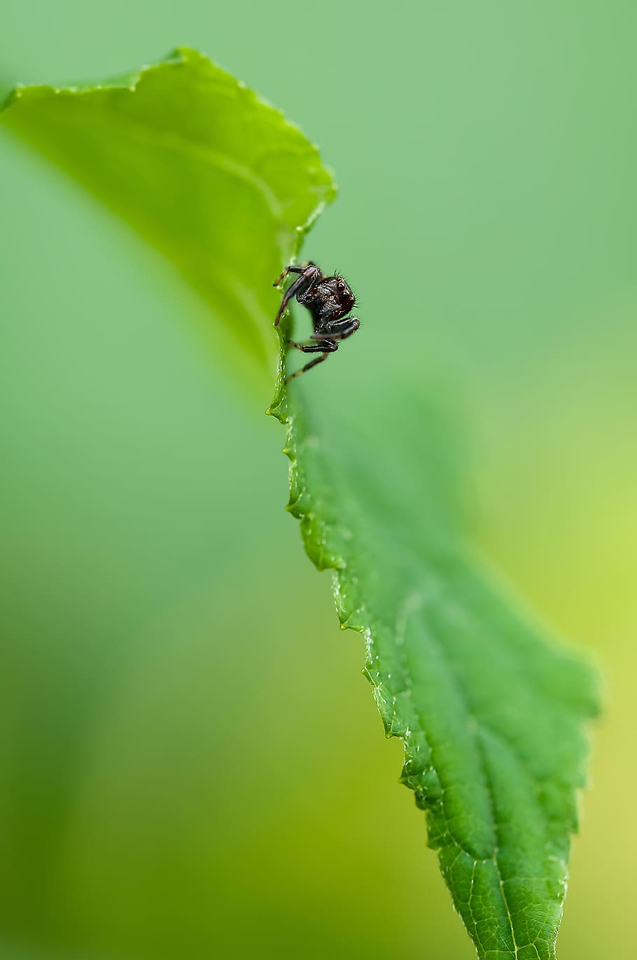 Black Spider, green, macro, plant part, leaf, green color, invertebrate HD wallpaper