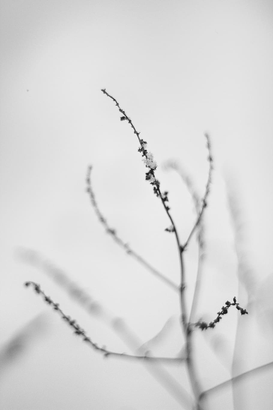 winter, abstarct, minimal, simple, plant, icy, cold, snow, white HD wallpaper