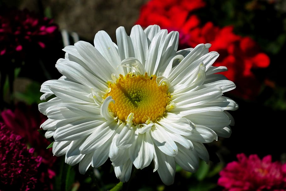 aster, flower, white, garden, summer, nature, macro, the petals HD wallpaper