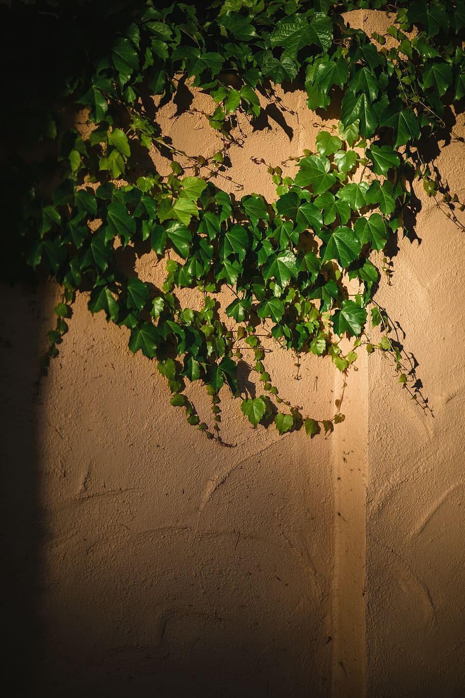 plant, vine, ivy, wall, handrail, banister, leaf, flower, geranium, HD wallpaper