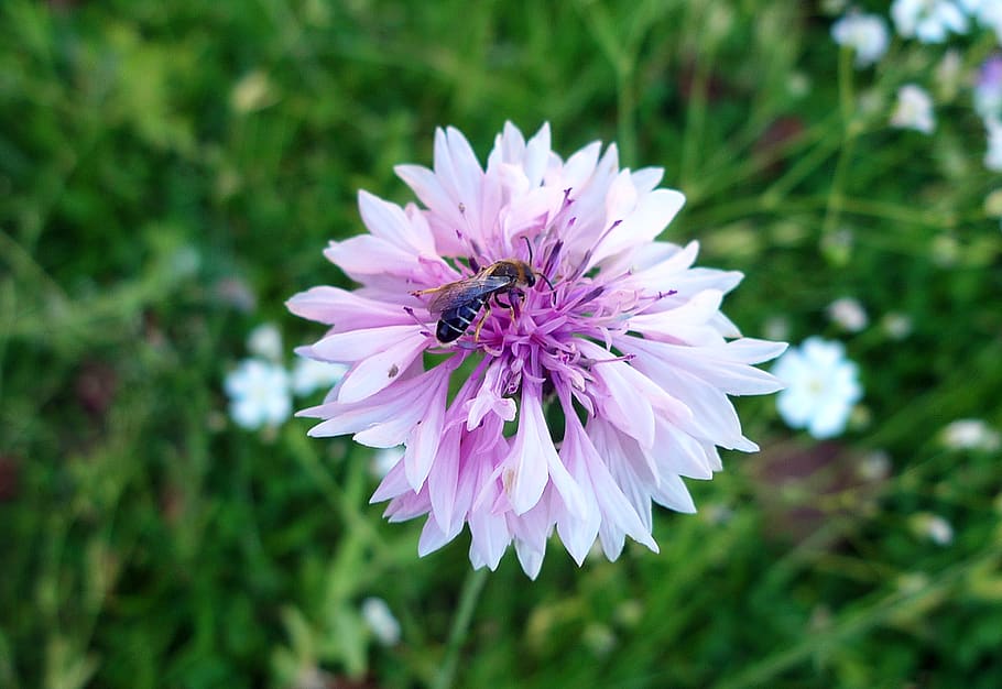 flower, nature, bee, summer, oink, flowers, plants, spring HD wallpaper