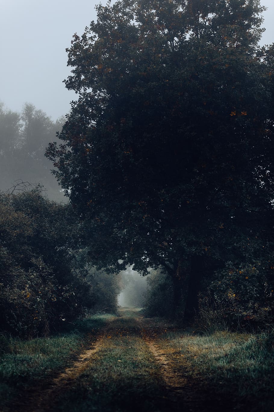 green-leafed tree, plant, the way forward, direction, tranquility HD wallpaper